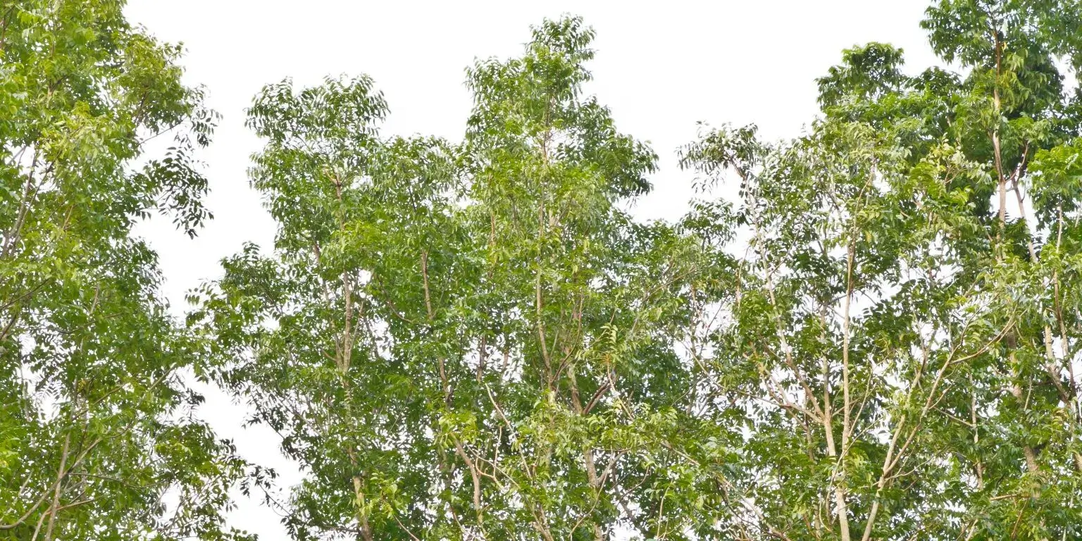 BEST INDIAN HERBS FOR A GLOWING SKIN